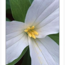 F00162:  Large-flowered Trillium close-up (Trillium Grandiflorum