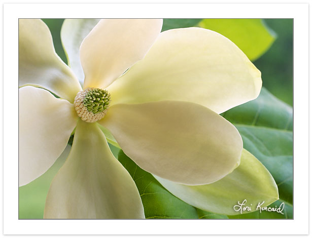 F00199:  Fraser Magnolia (Magnolia fraseri) Blossom, Magnolia Fa
