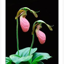 F00371: Pink Lady's Slipper (Cypripedium acaule), Orchid Family, Pisgah National Forest, North Carolina, Spring