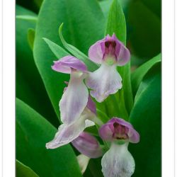 FD0101:  Showy Orchis (Orchis spectabilis), Great Smoky Mountain