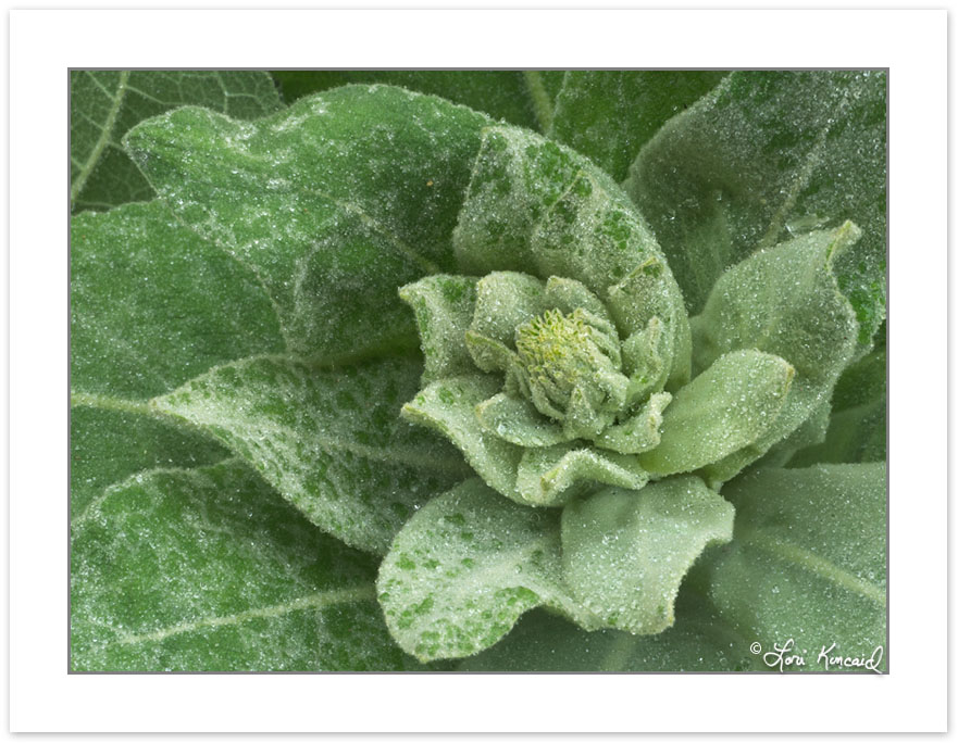 FD0251: Common Mullein (Verbascum thapsus), Tennessee