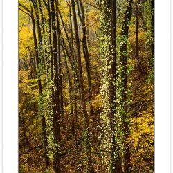 Fall foliage, Amicalola Falls State Park, GA