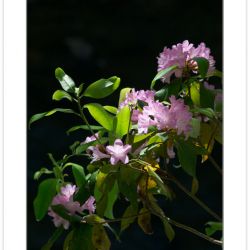 FD0236: Piedmont Rhododendron (Rhododendron minus) along Jack's