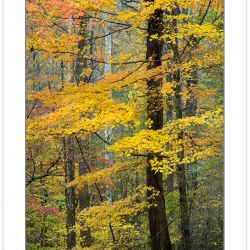 AD0246: Maple in fall foliage, Great Smoky Mouuntains National P