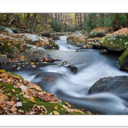 AD0389: Fall foliage on Lynn Camp Prong, Great Smoky Mountains N