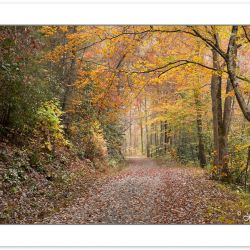 AD0790: Noland Creek Trail in fall foliage, Great Smoky Mountain