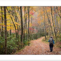 AD0796: Hiker on Noland Creek Trail in fall foliage, Great Smoky