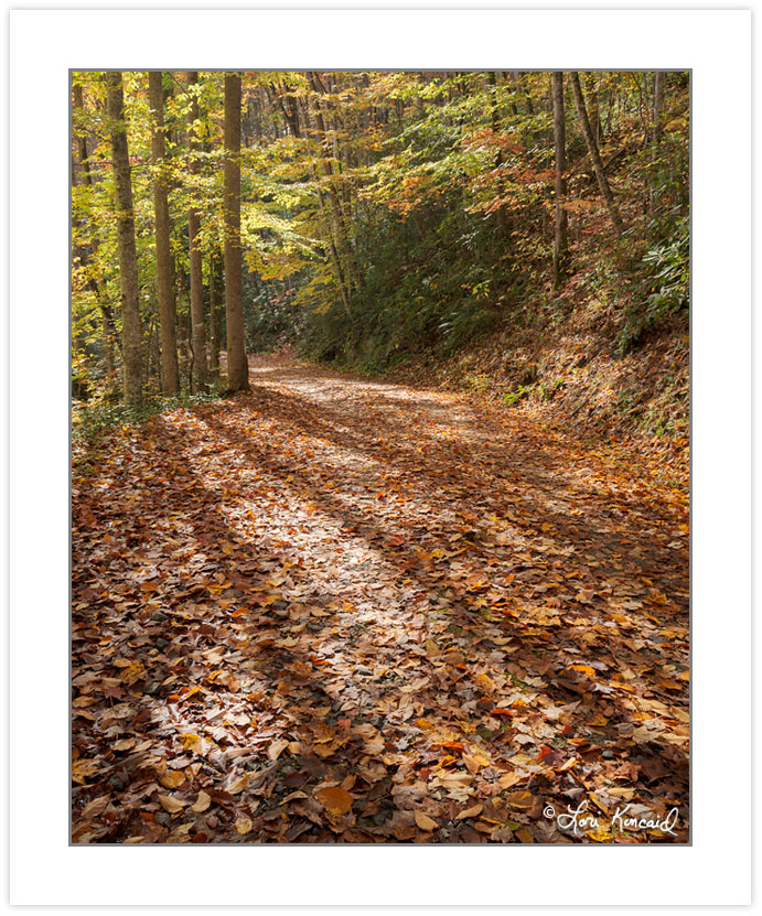 AD0797: Noland Creek Trail in fall foliage, Great Smoky Mountain