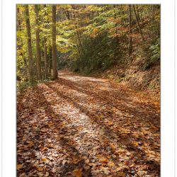 AD0797: Noland Creek Trail in fall foliage, Great Smoky Mountain