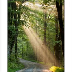 RD0155: Crepuscular rays on Ramsey Prong Road, Greenbrier, Great