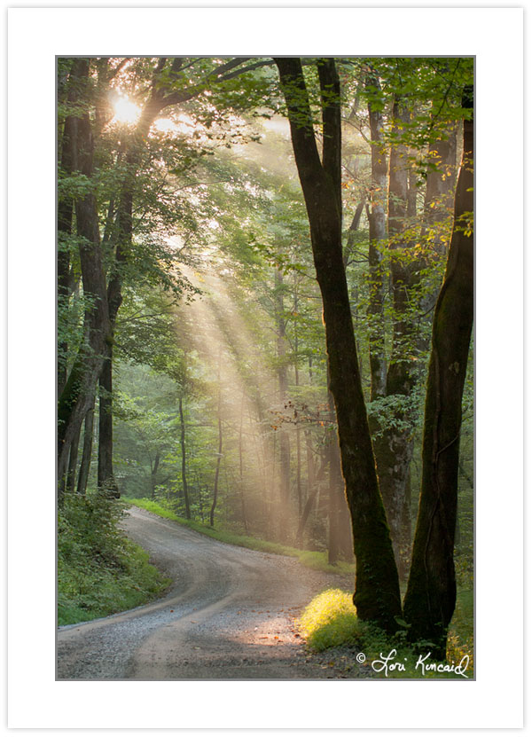 RD0161: Crepuscular rays on Ramsey Prong Road, Greenbrier, Great