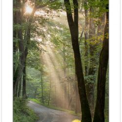 RD0161: Crepuscular rays on Ramsey Prong Road, Greenbrier, Great