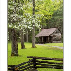 RD0163: Flowering Dogwood at Carter Shields Cabin, Cades Cove,,