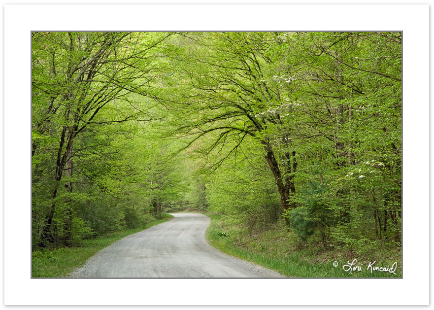 SD0191: Gravel Road through Spring Forest,Tremont area, Great Sm