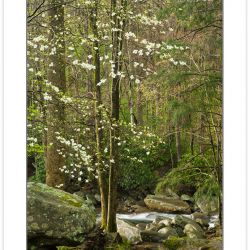 SD0451: Flowering Dogwood, Great Smoky Mountains National Park,