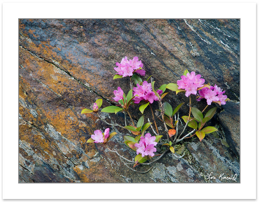 Rhododendron minus blooming on Charlie's Bunion, Great Smoky Mou