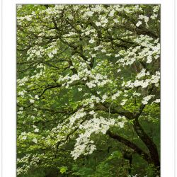 SD0900: Flowering Dogwood, Cades Cove, Great Smoky Mountains Nat