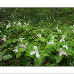 SD0975: Large-flowered trillium blooming along the Little River