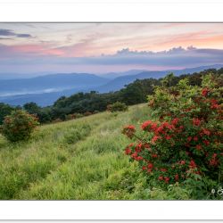 SD1021: Flame azalea on Gregory Bald with Cades Cove in the dist