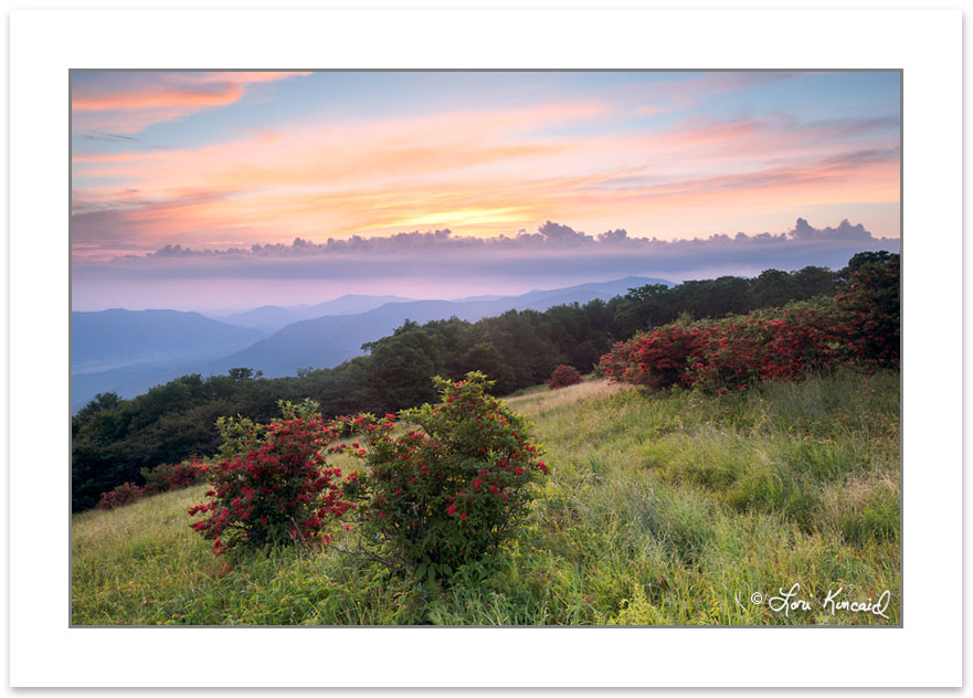 SD1054: Flame azalea on Gregory Bald with Cades Cove in the dist
