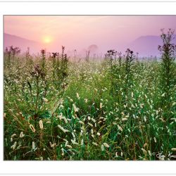 SL0309: Cades Cove meadow at sunrise, Great Smoky Mountains Nati