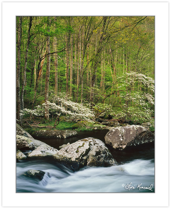 Dogwoods on Middle Prong of the Little River, Great Smoky Mounta