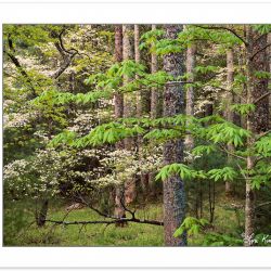 SL0402: Hardwood forest with Flowering Dogwood (Cornus florida),