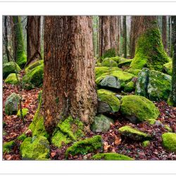 WL0150: Old growth Tulip Poplars, Great Smoky Mountains National