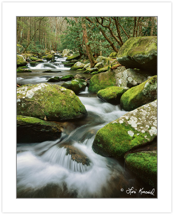 WL0151: Cosby Creek, Great Smoky Mountains National Park, TN, wi