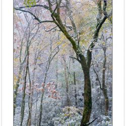 AD0211: Autmn foliage covered in light snow, Pisgah National For
