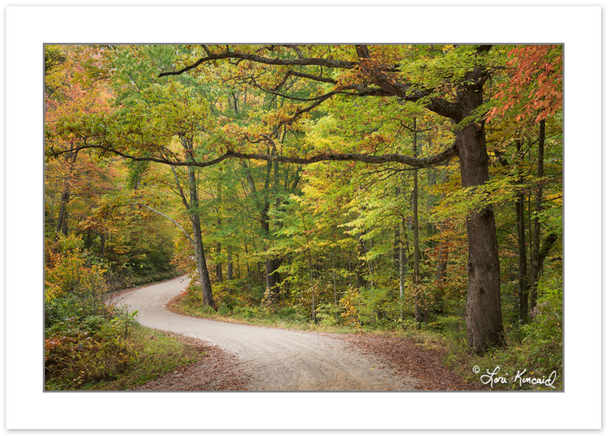 AD0585: Early Autumn foliage on Max Patch Rd, Pisgah National Fo