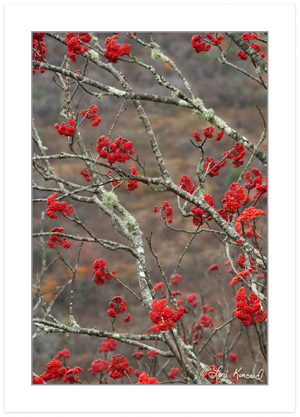 Mountain Ash berries, Blue Ridge Parkway, NC, Autumn