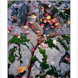 AL0118: Colorful Maple leaves on rock outcrop along Laurel River