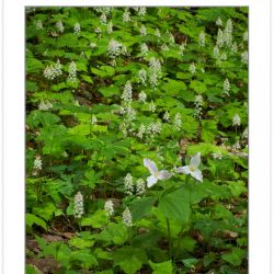 FD0124: Spring wildflowers, including Large-flowered Trillium (T