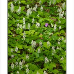 FD0146: Spring wildflowers including Foamflower (Tiarella cordif