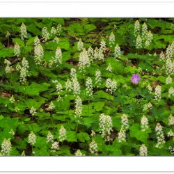 FD0147: Spring wildflowers including Foamflower (Tiarella cordif