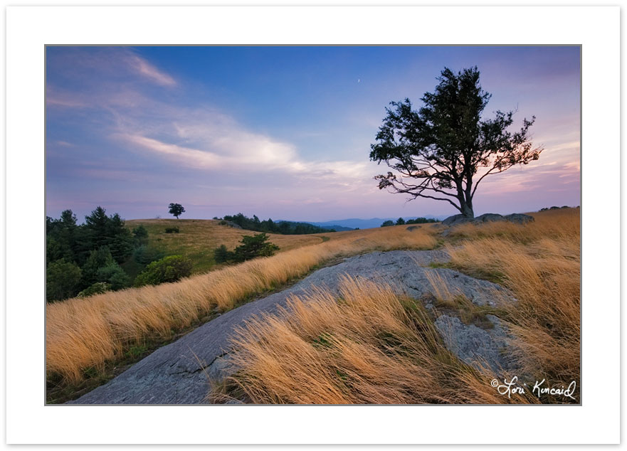 SL0278: Lone Trees in meadows of Doughton Park at sunset, Blue R