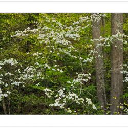 SD0275: Flowering Dogwood (Cornus florida), Pisgah National Fore