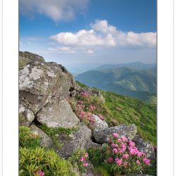 SD0368: Catawba Rhododendron on the Roan Mountain massif, Roan H