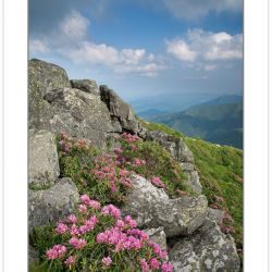 SD0370: Catawba Rhododendron on the Roan Mountain massif, Roan H