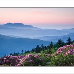 SD0379: View of Grandfather Mountain and Catawba Rhododendron at