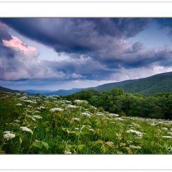WD0664: Meadow full of Cow Parsnip at the Overmountain Victory T
