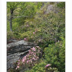 Carolina Rhododendron blooming at Little Lost Cove Cliffs, Harpe