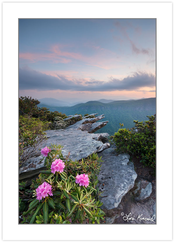 SD0911: Carolina Rhododendron at Sunset, Linville Gorge Wilderne
