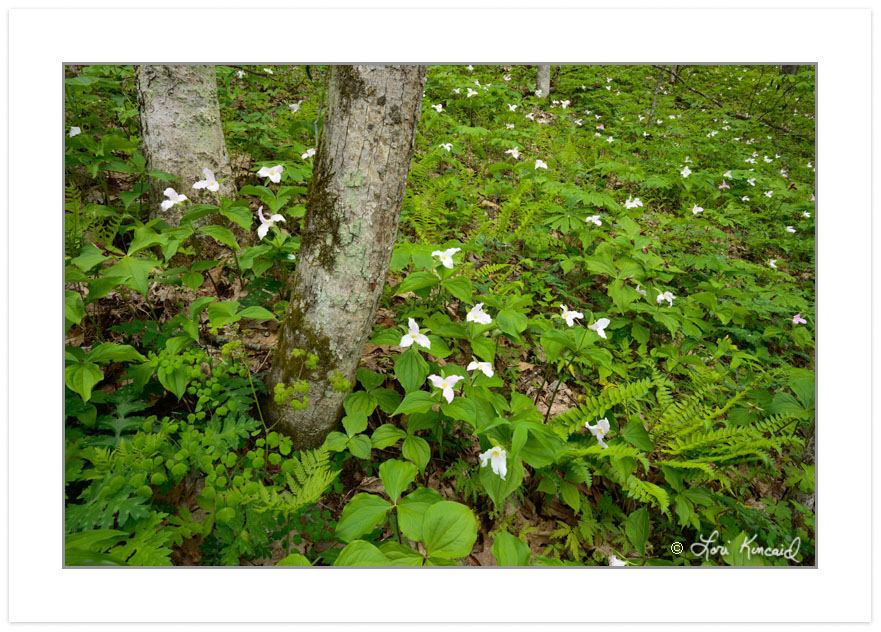 Large-flowered Trillium (Trillium grandiflora), Pisgah National