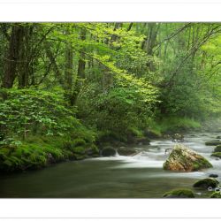 Bradley Fork of the Oconoluftee River, Great Smoky Mountains Nat