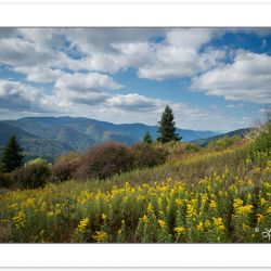 SD1086: Goldenrod in a grassy meadow, Middle prong Wilderness, N