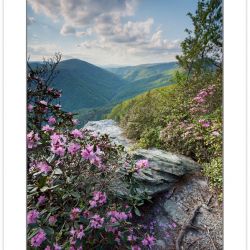 Carolina Rhododendron on the rim of the Linville Gorge, Linville