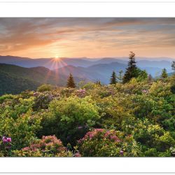 Blooming Mountain Laurel and Catawba Rhododendron near the Art L