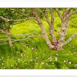 Catawba Rhododendron Blossoms and native grasses, Roan Highlands